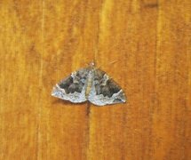 Hagebærmåler (Eulithis prunata)