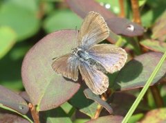 Argus-/idasblåvinge (Plebejus argus/idas)