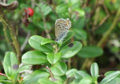 Argus-/idasblåvinge (Plebejus argus/idas)