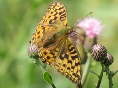 High Brown Fritillary (Argynnis adippe)