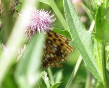 High Brown Fritillary (Argynnis adippe)