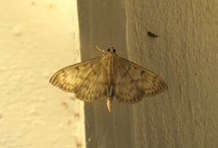 Mother of Pearl (Patania ruralis)