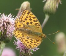 High Brown Fritillary (Argynnis adippe)