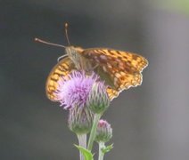High Brown Fritillary (Argynnis adippe)