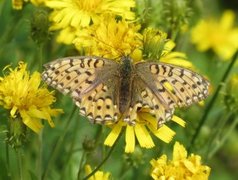 High Brown Fritillary (Argynnis adippe)