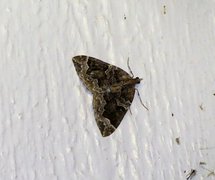 The Phoenix (Eulithis prunata)