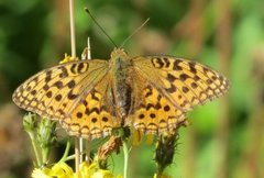 High Brown Fritillary (Argynnis adippe)