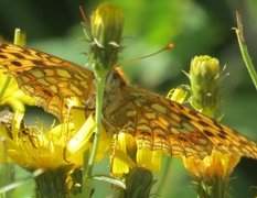 High Brown Fritillary (Argynnis adippe)