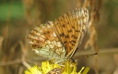 Lesser Marbled Fritillary (Brenthis ino)