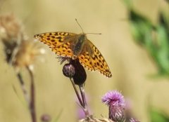 High Brown Fritillary (Argynnis adippe)