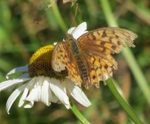 Adippeperlemorvinge (Argynnis adippe)