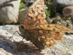 High Brown Fritillary (Argynnis adippe)