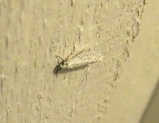 Bird-cherry Ermine (Yponomeuta evonymella)