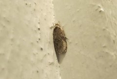 Common Flat-body (Agonopterix heracliana)