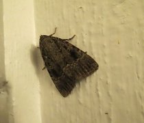 Copper Underwing (Amphipyra pyramidea)