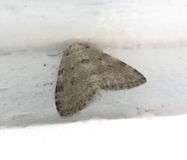November Moth (Epirrita dilutata)