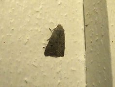 Red-line Quaker (Agrochola lota)