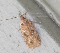 Agonopterix ciliella/heracliana