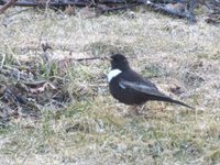 Ringtrost (Turdus torquatus)