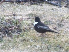 Ring Ouzel (Turdus torquatus)