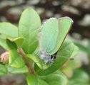 Grønnstjertvinge (Callophrys rubi)