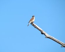 Red-backed Shrike (Lanius collurio)