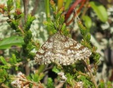 Common Heath (Ematurga atomaria)