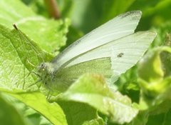 Small White (Pieris rapae)