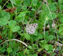 Rutemåler (Semiothisa clathrata)