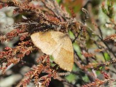 Barred Umber (Plagodis pulveraria)