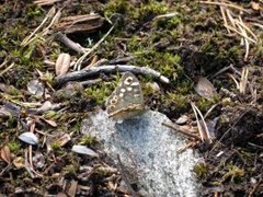 Speckled Wood (Pararge aegeria)