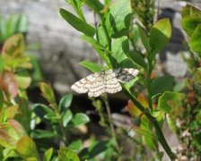 Common Heath (Ematurga atomaria)
