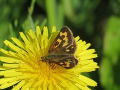 Northern Chequered Skipper (Carterocephalus silvicola)