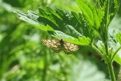 Lyngmåler (Ematurga atomaria)