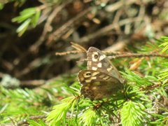 Speckled Wood (Pararge aegeria)