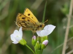 Northern Chequered Skipper (Carterocephalus silvicola)