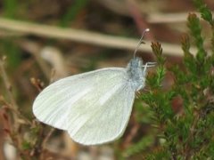 Skoghvitvinge (Leptidea sinapis)