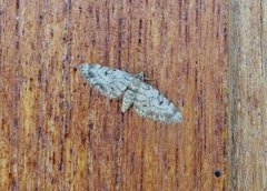 Grandvergmåler (Eupithecia tantillaria)