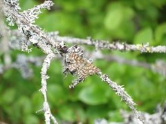 Common Heath (Ematurga atomaria)