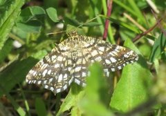 Rutemåler (Semiothisa clathrata)