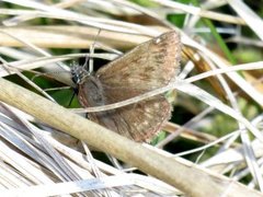 Dingy Skipper (Erynnis tages)