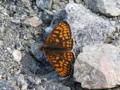 Heath Fritillary (Melitaea athalia)