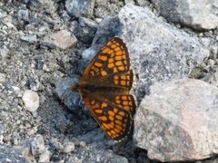 Marimjellerutevinge (Melitaea athalia)