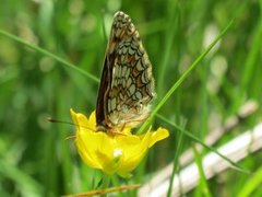 Heath Fritillary (Melitaea athalia)