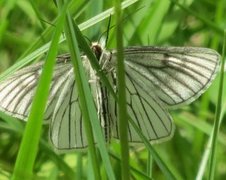 Black-veined Moth (Siona lineata)