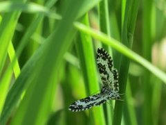 Argent & Sable (Rheumaptera hastata)
