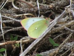 Moorland Clouded Yellow (Colias palaeno)