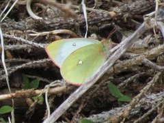 Myrgulvinge (Colias palaeno)