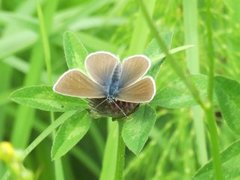 Mazarine Blue (Cyaniris semiargus)