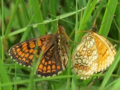 Heath Fritillary (Melitaea athalia)